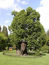 Lipa krala Mateja - Bojnice.jpg